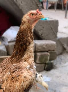 Aseel lakhi madi