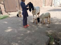 بھیڑ