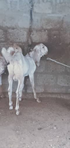 makha cheena pair for sale