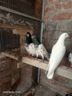 breedar pigeon 12