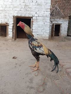 for sale
