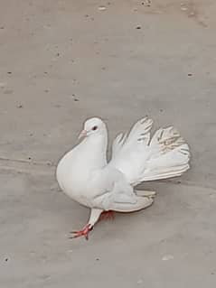 King pigeaon and Sherazi pair for sales