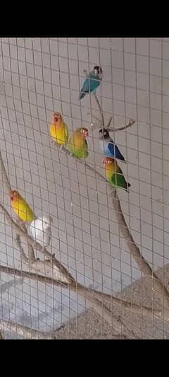 Love Birds Breeder Pairs For Sale cheap price in Faisalabad, Jaranwala