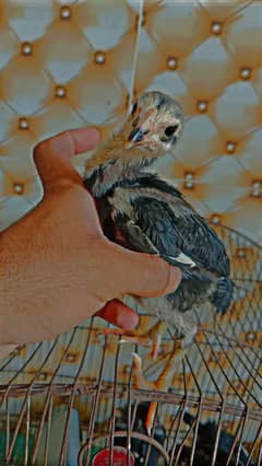 pokye burmi chicks for sale 1 month age neack locker full quality me