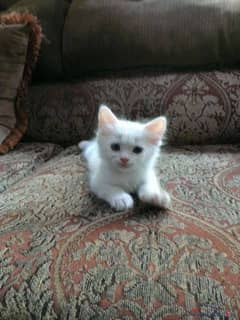 Persian