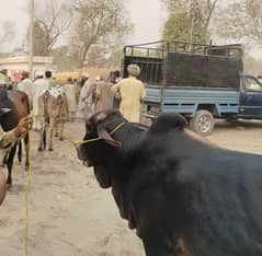 Qurbani bull for sale