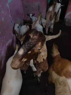 bakra other nussal