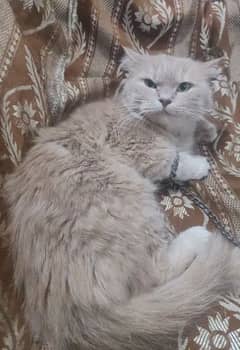 40 days pregnant female available for sale