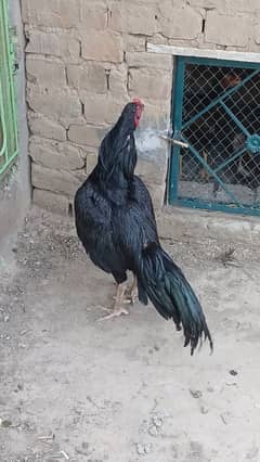 mushka murga