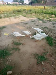 7 ducks for sale