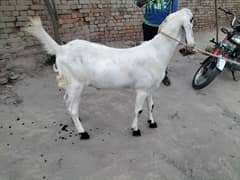 3 bakry 2 dant pure Rajan pori ghar k paly howy desi khorak se,