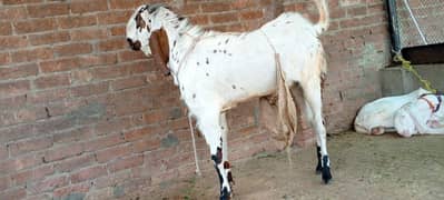 Ablak for sale