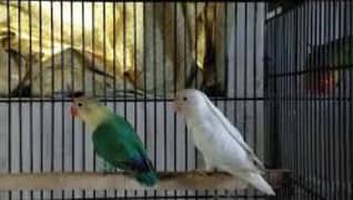 lovebirds