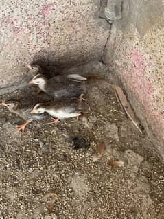Guinea fowls chicks 4 peace