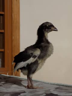 Top Quality Aseel Chicks Available