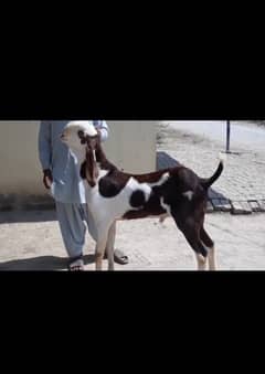 dasi Bakra urgent for sale WhatsApp number 0324,3941,421