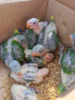 Kashmiri raw and sun cunore chicks available for hand tame and talking