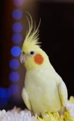 i want to adopt parrot