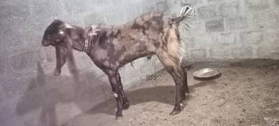 4 dant Ando Bakra