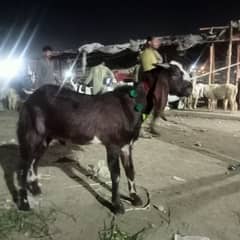 desi bakra