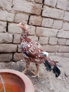 Aseel pathy pair available beautiful healthy and active.