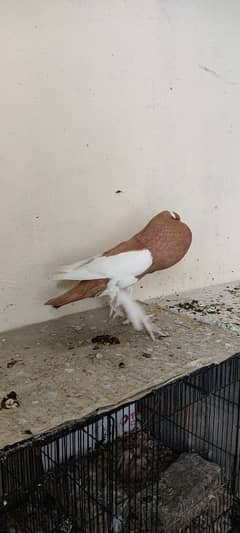 Fancy pigeons | Jocobin | Pomorian | Poulter | American faintail |