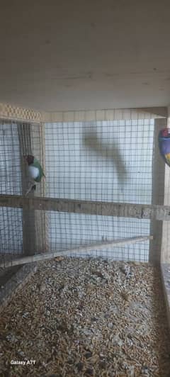 Goldian +banglies + finches