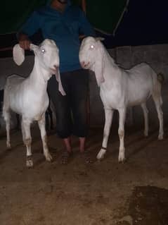 bakra| bakry |desi bakra |rajanpuri Bakra |Makkhi Chini Bakre |Qurbani