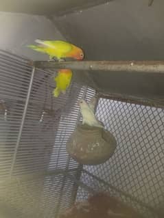 i m selling loved birds
