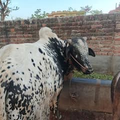 bachra for sale