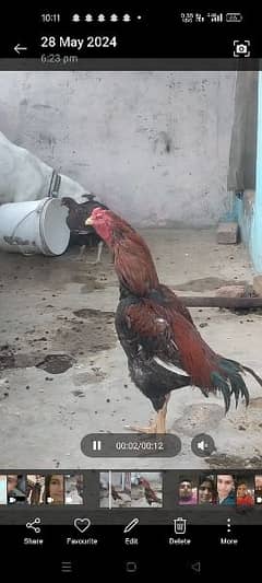 asil mianwali red colour pure aseel mianwali