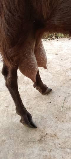 Sindhi bakri 6 dant