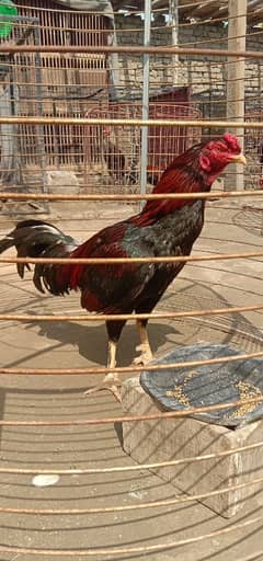 parmoz for sale 03219979366