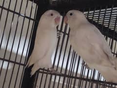 Lovebirds