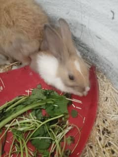 BLACK EYE RABBITS FOR SALE