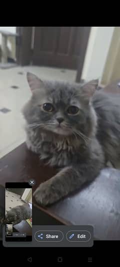 Persian cat long coat