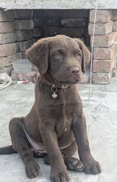 Labrador