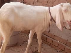 Rajan puri gulabi bakri
