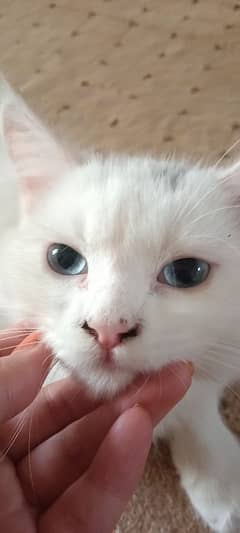 female kitten cat for sale