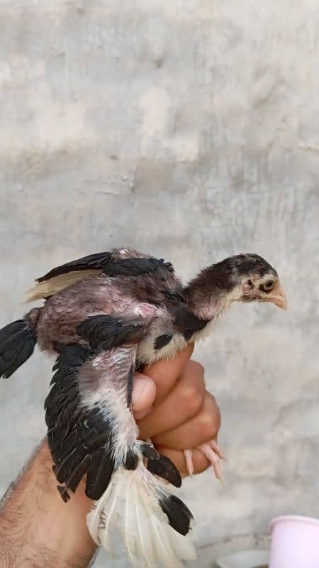 Aseel Chicks 1