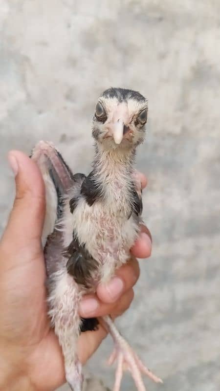 Aseel Chicks 3