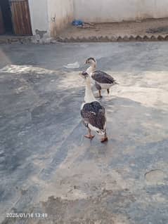 contact only phone Number 03125445983