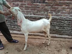 Desi Ghr ka Pala hua Bakra Donda Bakra