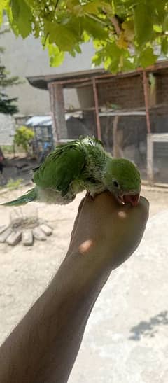 Green ringneck Chicks and Pair