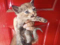 New born kittens turtleshell