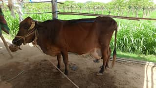 Desi Cow (Gay) for Sale
