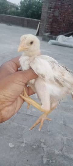 Aseel chick's