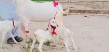 Gulabi Bakri 3 Bacchon Ka Sath For Sale CALL/03207353182