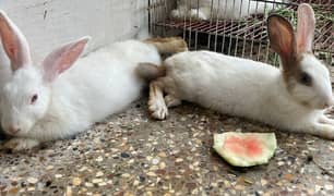 Rabbit’s