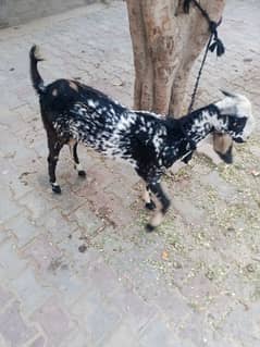 Beautiful Spotted Male Goat | 5-6 Months Old | Healthy and Active